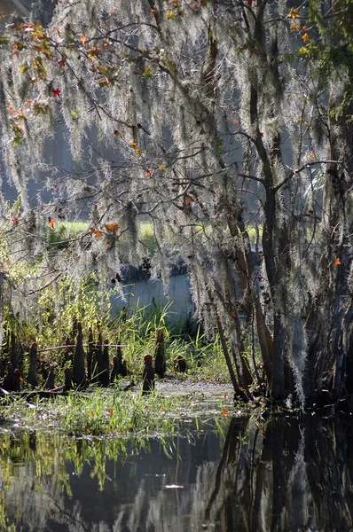Swamp in fall — Stockfoto