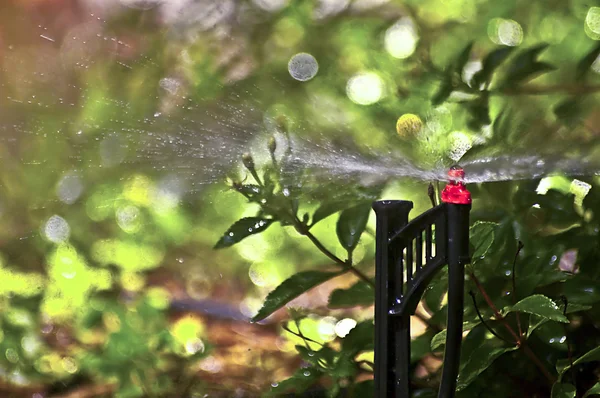 Sprinkler vizet kert Jogdíjmentes Stock Képek