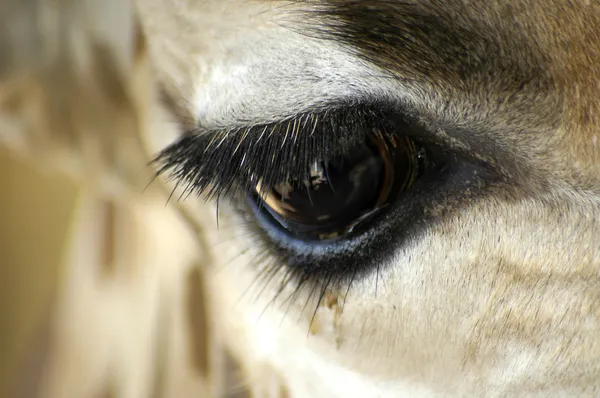 Giraffe eye closeup