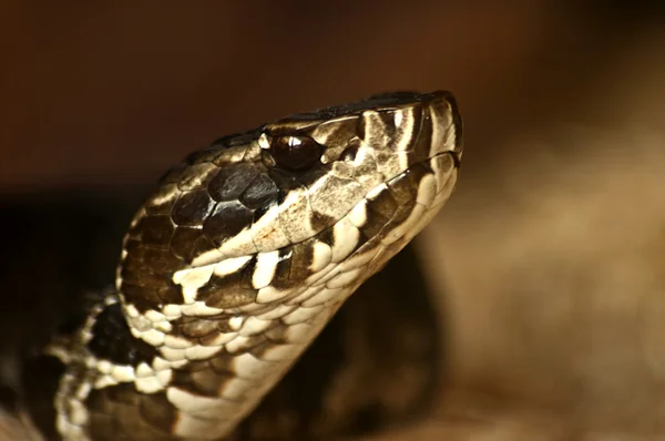Florida Cottonmouth snake — Stock fotografie