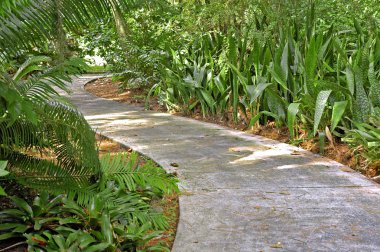 Path Into Nature Walk