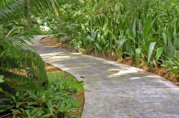 stock image Path Into Nature Walk