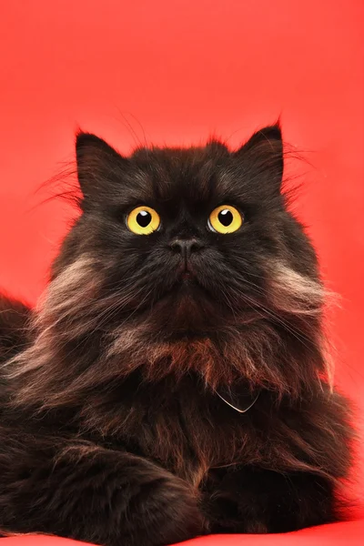 Fekete macska Stock Kép