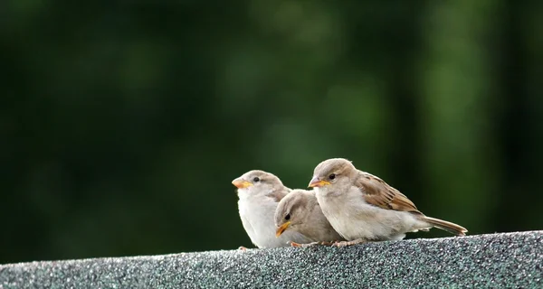 Os irmãos Sparrows Fotos De Bancos De Imagens