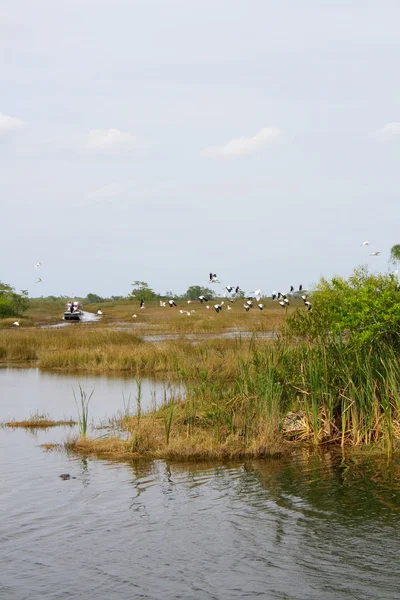 Everglades görüntülemek — Stok fotoğraf