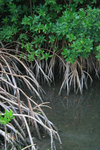Mangrovie — Foto Stock