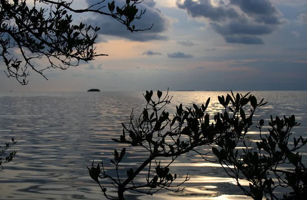 Mangrove silhouette — Stock Photo, Image
