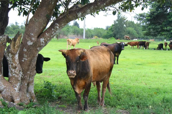 Býk se stádo dobytka — Stock fotografie