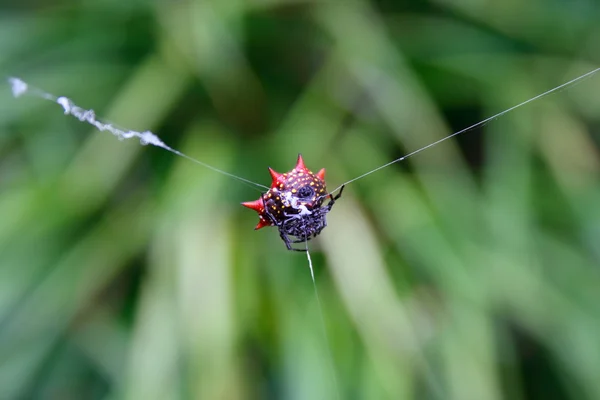 Spiny orb-Weaver spider — Stock Photo, Image