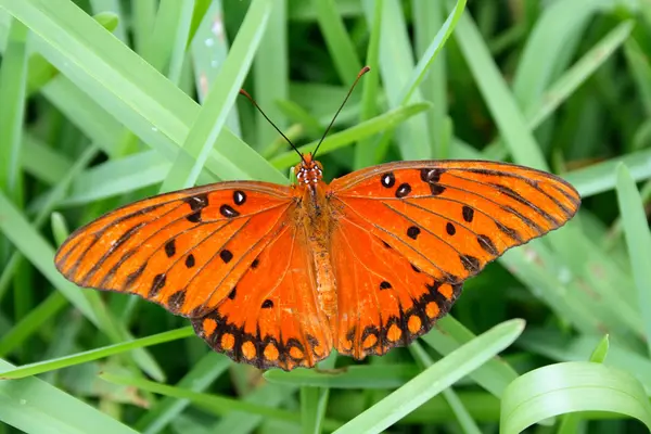Golf parelmoervlinder vlinder — Stockfoto