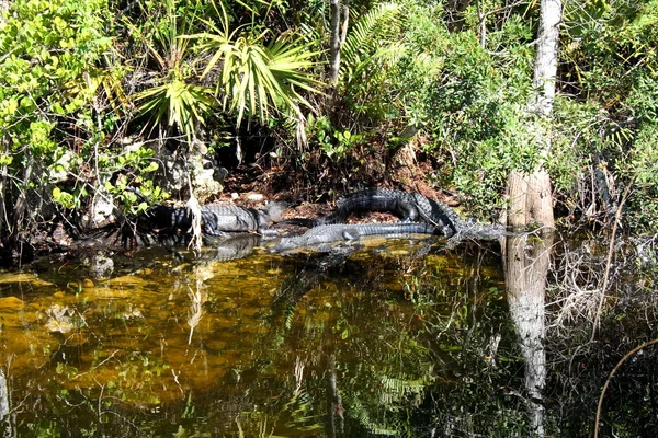 Cocodrilos en los Everglades — Foto de Stock