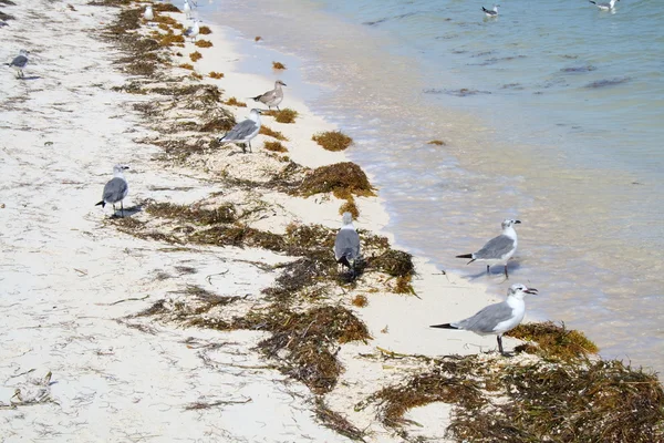 Birds on the beach — Stock Photo, Image