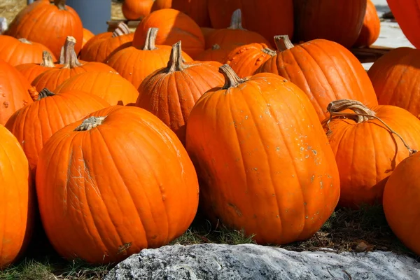 stock image Pumpkins