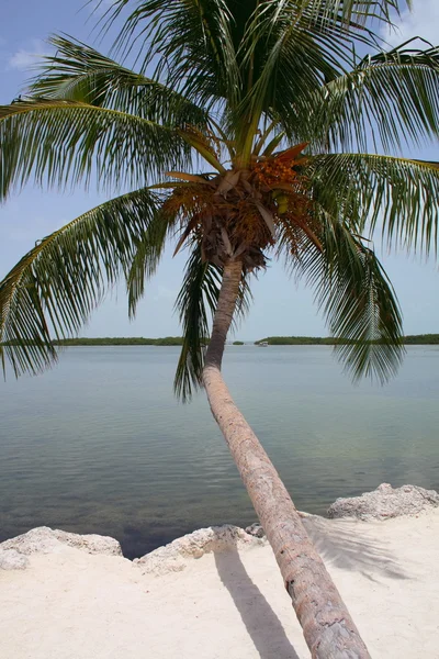 Tropický strom u moře — Stock fotografie