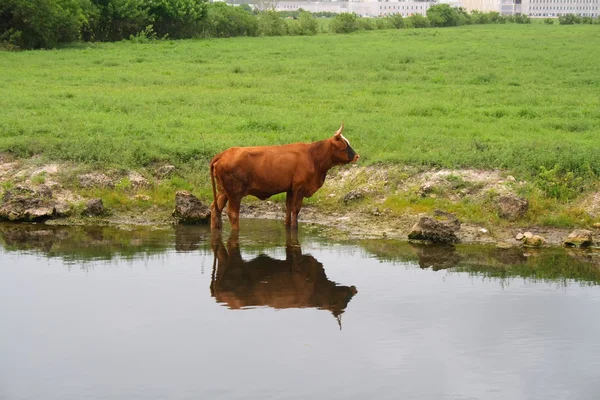 Lonesome bull — Stockfoto