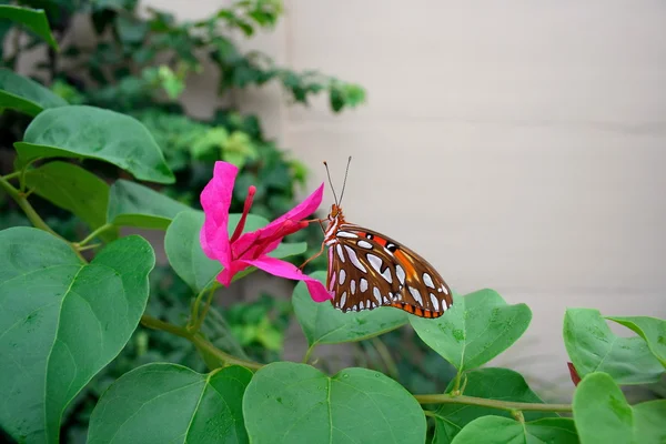 Farfalla sul giardino — Foto Stock