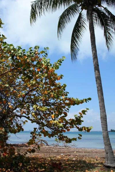 Bomen, palm en de zee — Stockfoto