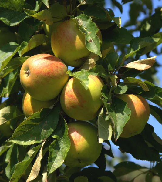 stock image Appletree