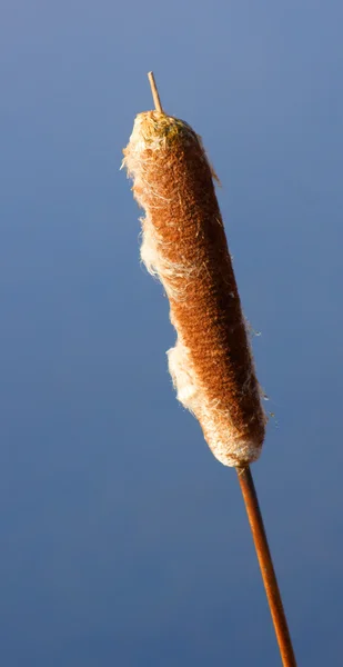 Cattail (Typha latifolia) — Stock Photo, Image