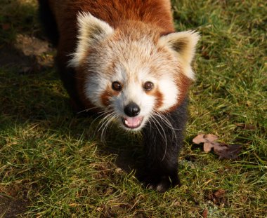 Red panda (firefox)