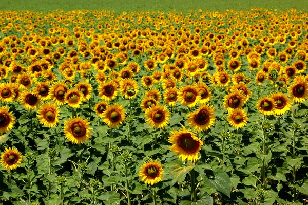 stock image Sunflowers