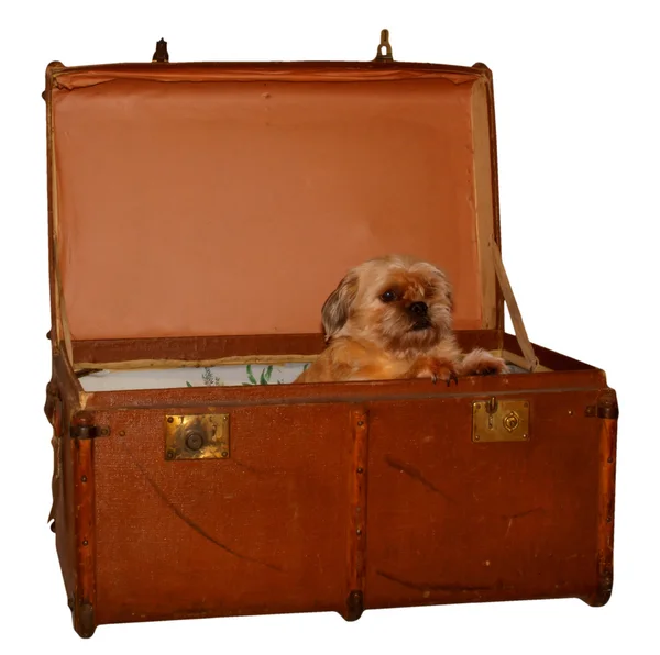 Hond in koffer — Stockfoto