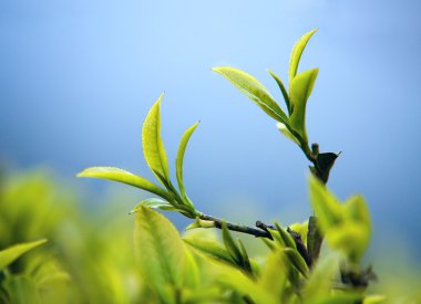 taze çay