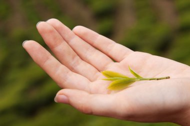 Tea in a young woman's hand clipart