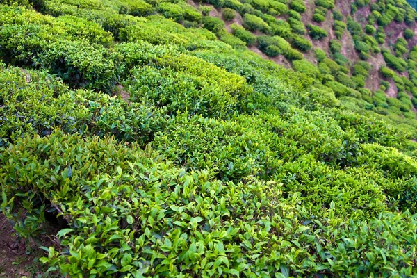 Tea bushes — Stock Photo, Image