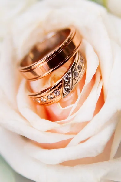 Bílé růže a snubní prsteny. — Stock fotografie
