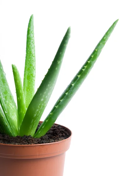 Aloe kaktus — Stock fotografie