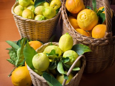 Citrus harvest clipart