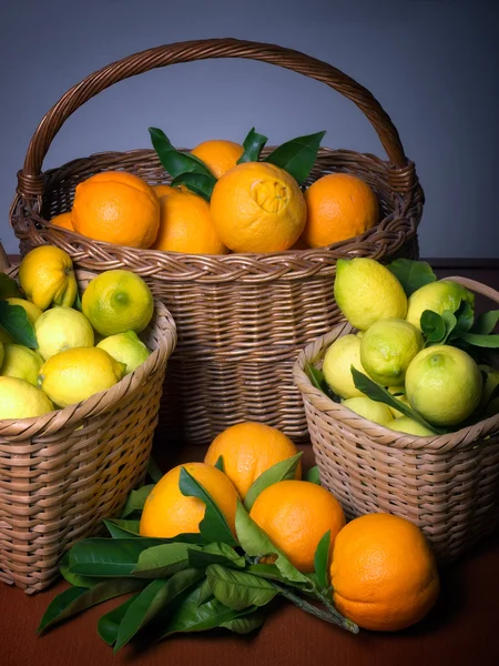 Skörd av citrus — Stockfoto