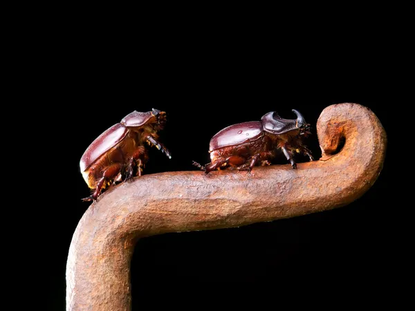 Рогатые жуки — стоковое фото