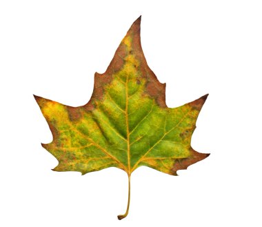 Leaf clipart