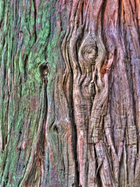 Old tree bark clipart