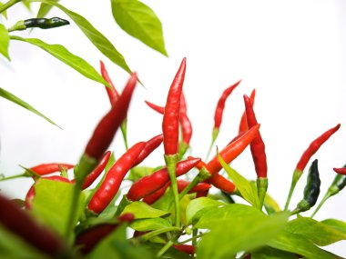 Chilli red clipart