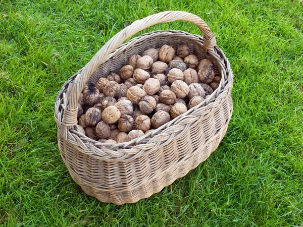 Basket of Walnut — Stock Photo, Image