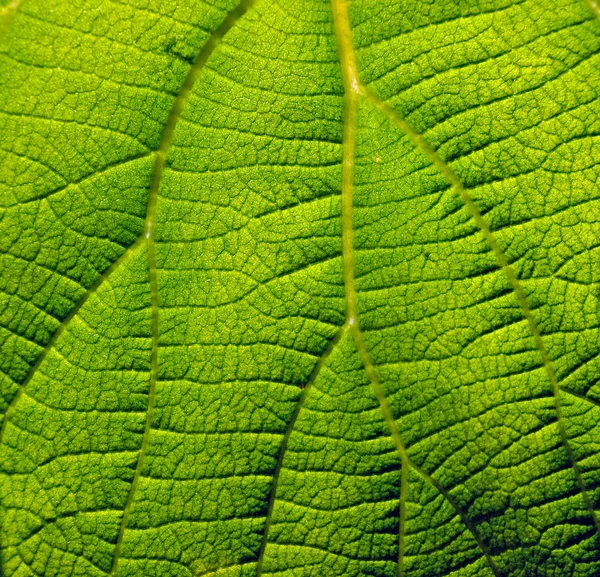 Kiwi leaf — Stock Photo, Image