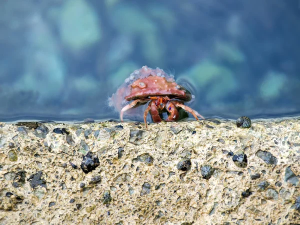 Femme de ménage crabe — Photo