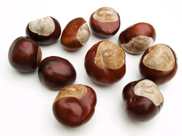 Wild chestnut — Stock Photo, Image