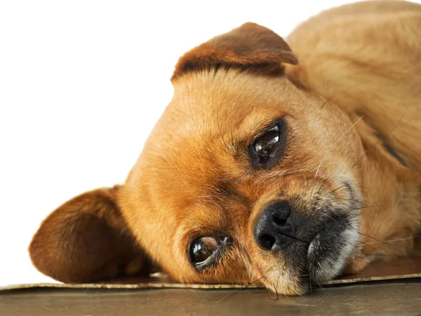 Lethargy of Doggy — Stock Photo, Image