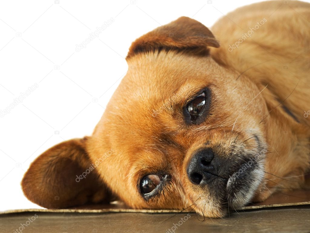 Lethargy of Doggy