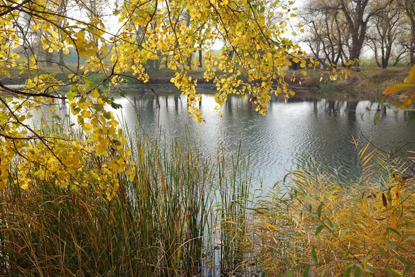 Stock image Autumn fall