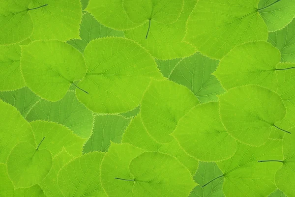 Zöld levelek Jogdíjmentes Stock Képek