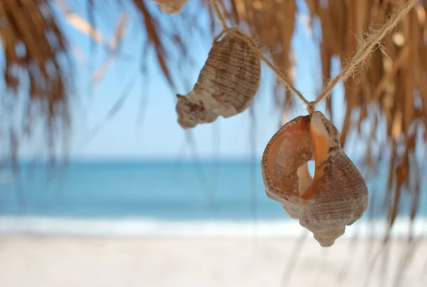 stock image Seashell