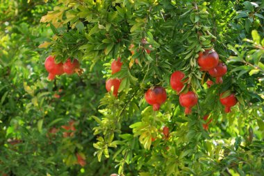 Pomegranate clipart