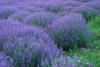 Lavender clipart