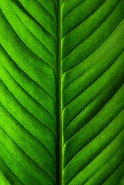 stock image Green leaf