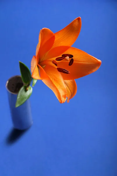 百合花瓶里的花 — 图库照片